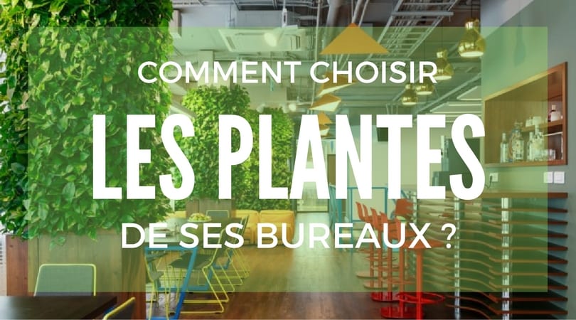 10 Plantes Vertes Sans Entretien à avoir dans ses Bureaux