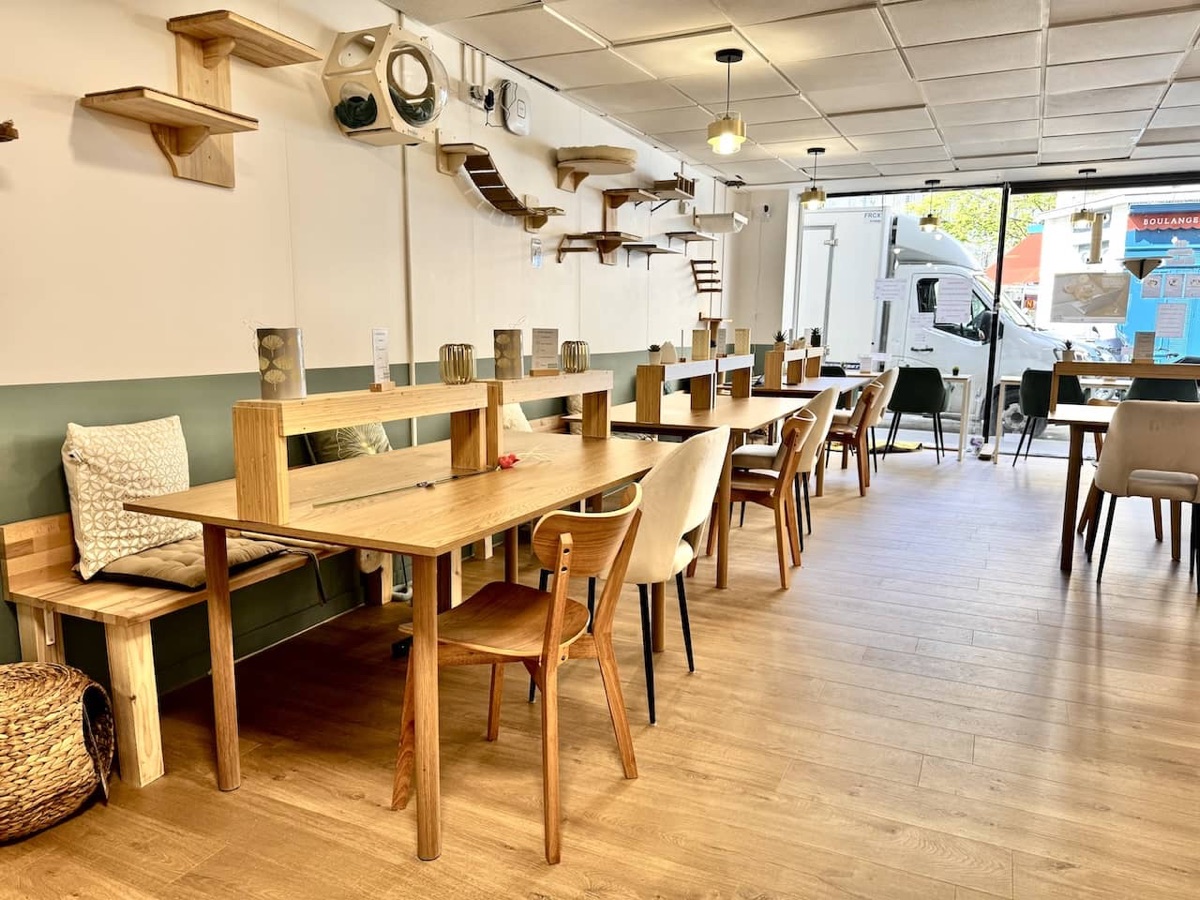 Salle de coworking de Koneko Work, rue d’Aligre à Paris 12e : longues tables en bois clair avec chaises et banquette à coussins, parquet clair, et un parcours pour chats fixé au mur (étagères, passerelle, niche) au-dessus des postes de travail, devant une grande vitrine sur la rue